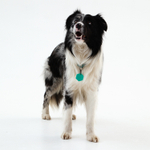 Умный трекер PetKa (GPS BLE)