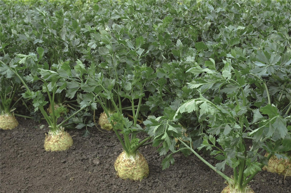 Диамант семена сельдерея (Bejo / Бейо)