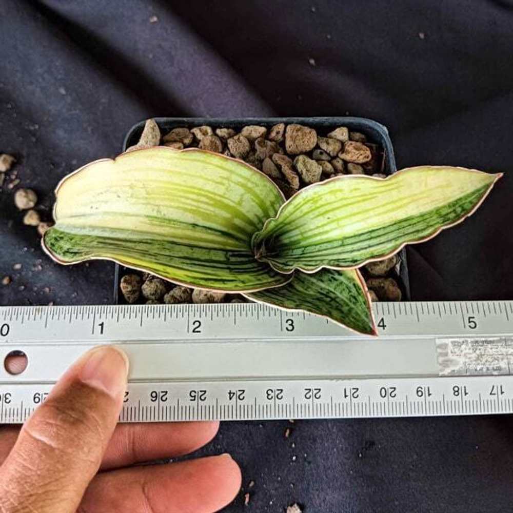 Сансевиерия CLEOPATRA VAR