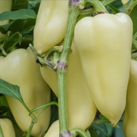 ХАСКИ F1 семена перца сладкого (Enza Zaden | Alexagro) – фото 8