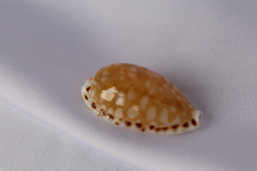 Ципрея клеопатра (Cribrarula cumingii cleopatra), 2,2см, 1шт