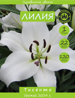 Лилия Луковица, Тисенто, 1шт