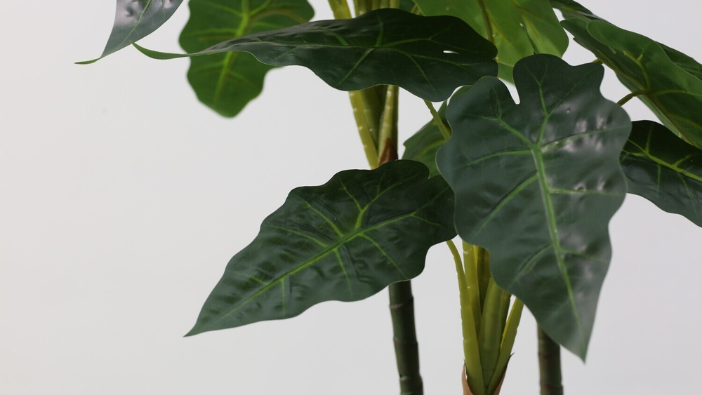 Алоказия 100 см.