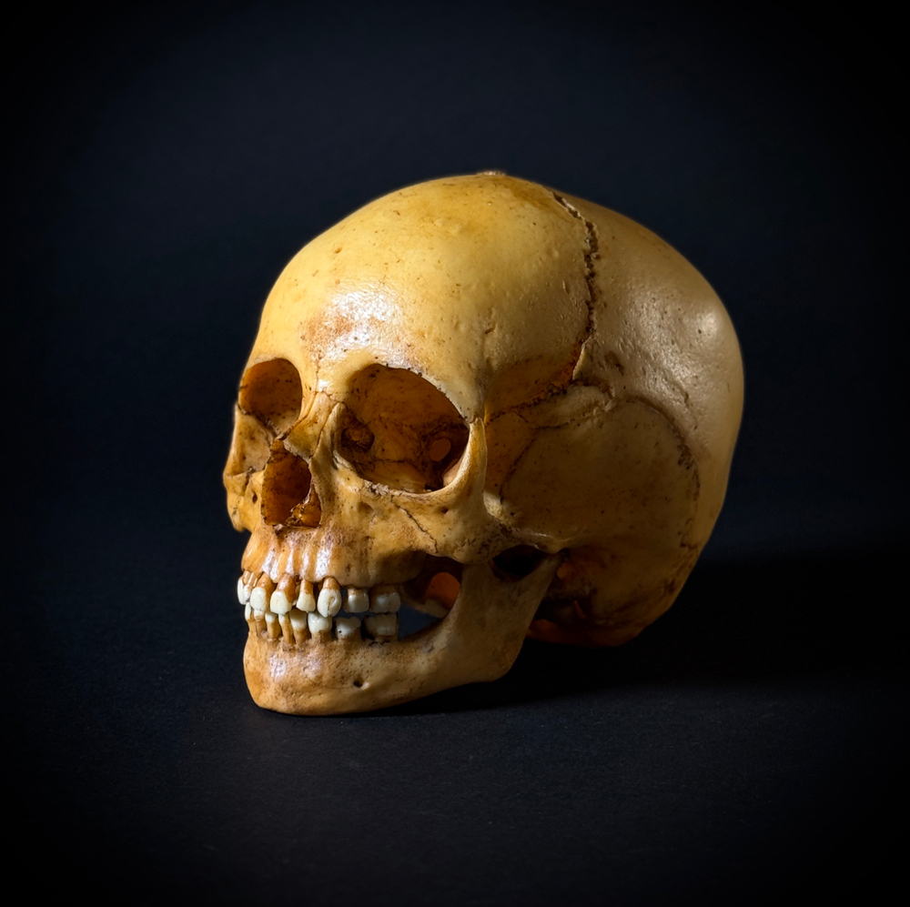 Череп человека ребёнок (анатомическая модель)