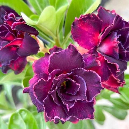 Адениум THE GRAVE