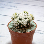 Mammillaria Arizona Snowcap (Маммиллярия)