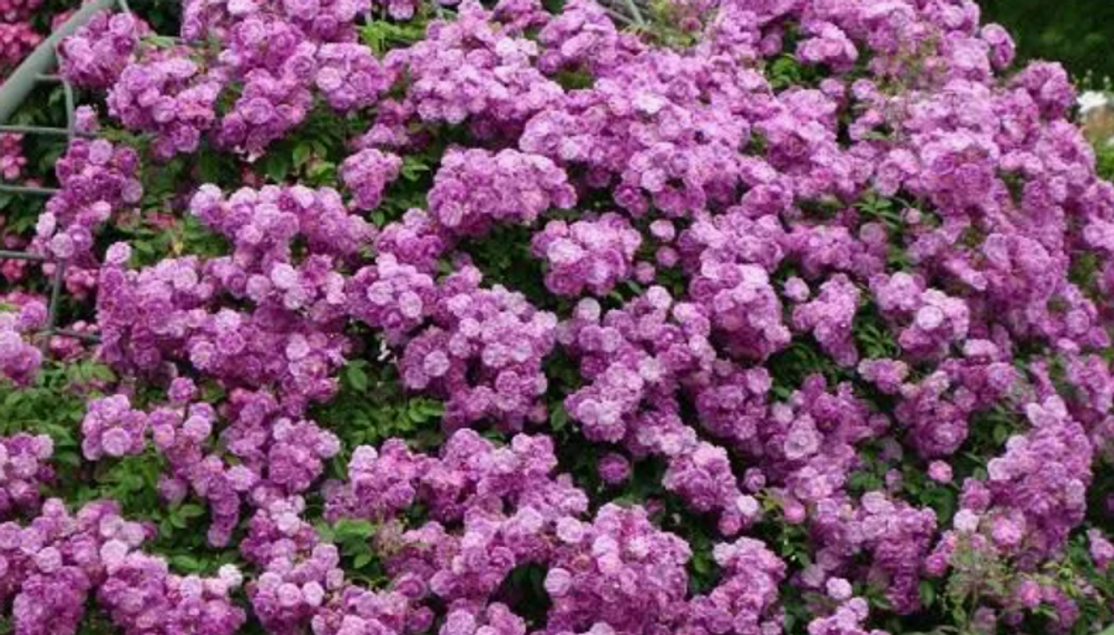 Роза плетистая Пепл Скайлайн ОКС конец апреля -май 2026