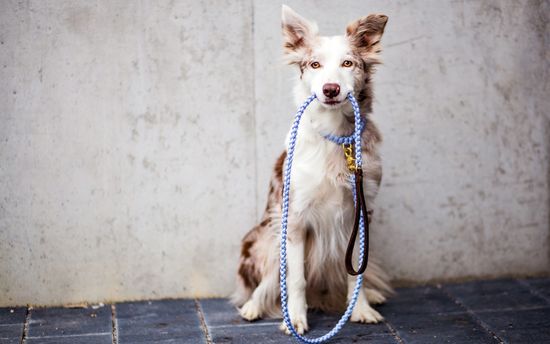 Подборка амуниции для собак