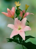 Лилия Пигаль (ЛА – гибрид)