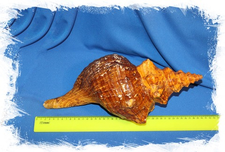 Раковина Плеуроплока гигантея (Pleuroploca gigantea) 1 шт., 48 см (отломан первый завиток)