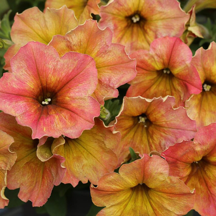 ЕВРО Петуния Crazytunia Terracota укорененный черенок ОКС февраль 26 Kohen