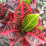 Кротон KENCANA WUNGU