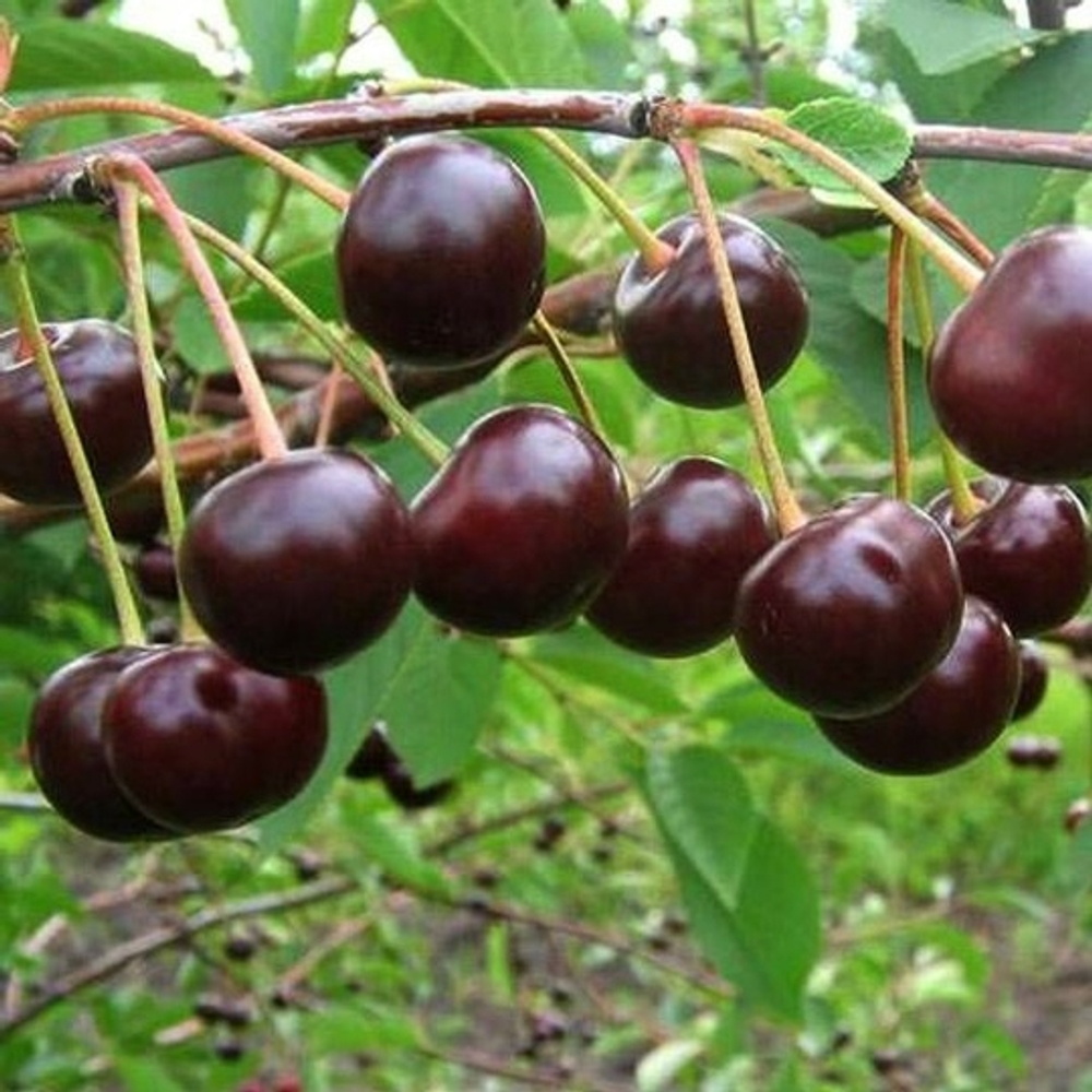 Вишня  Загорьевская