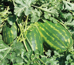 Арбуз Фарао F1 5шт Мировые Семена VITA GREEN