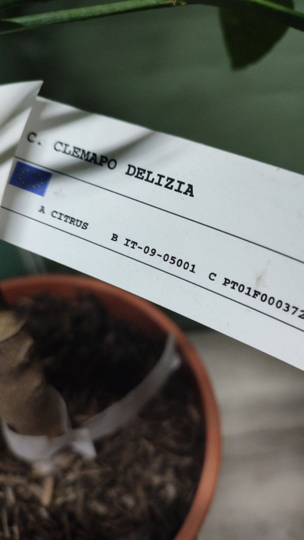Гибрид C. clemapo delizia