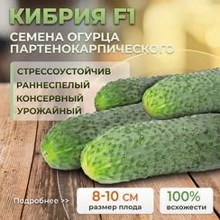 КИБРИЯ F1 семена огурца (Rijk Zwaan | Alexagro)