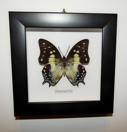 Бабочки Полиуры в рамке