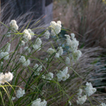 Цветник для тени "Ивовая роща".