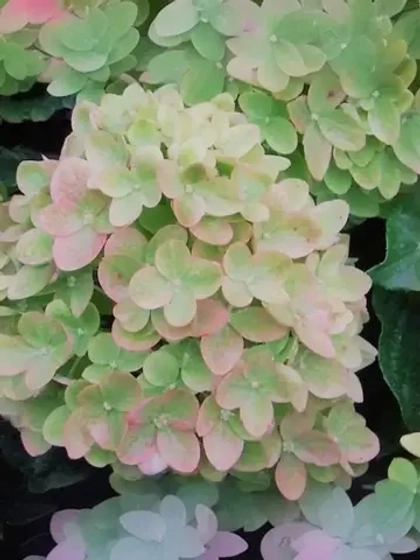 Гортензия метельчатая Пастель Грин