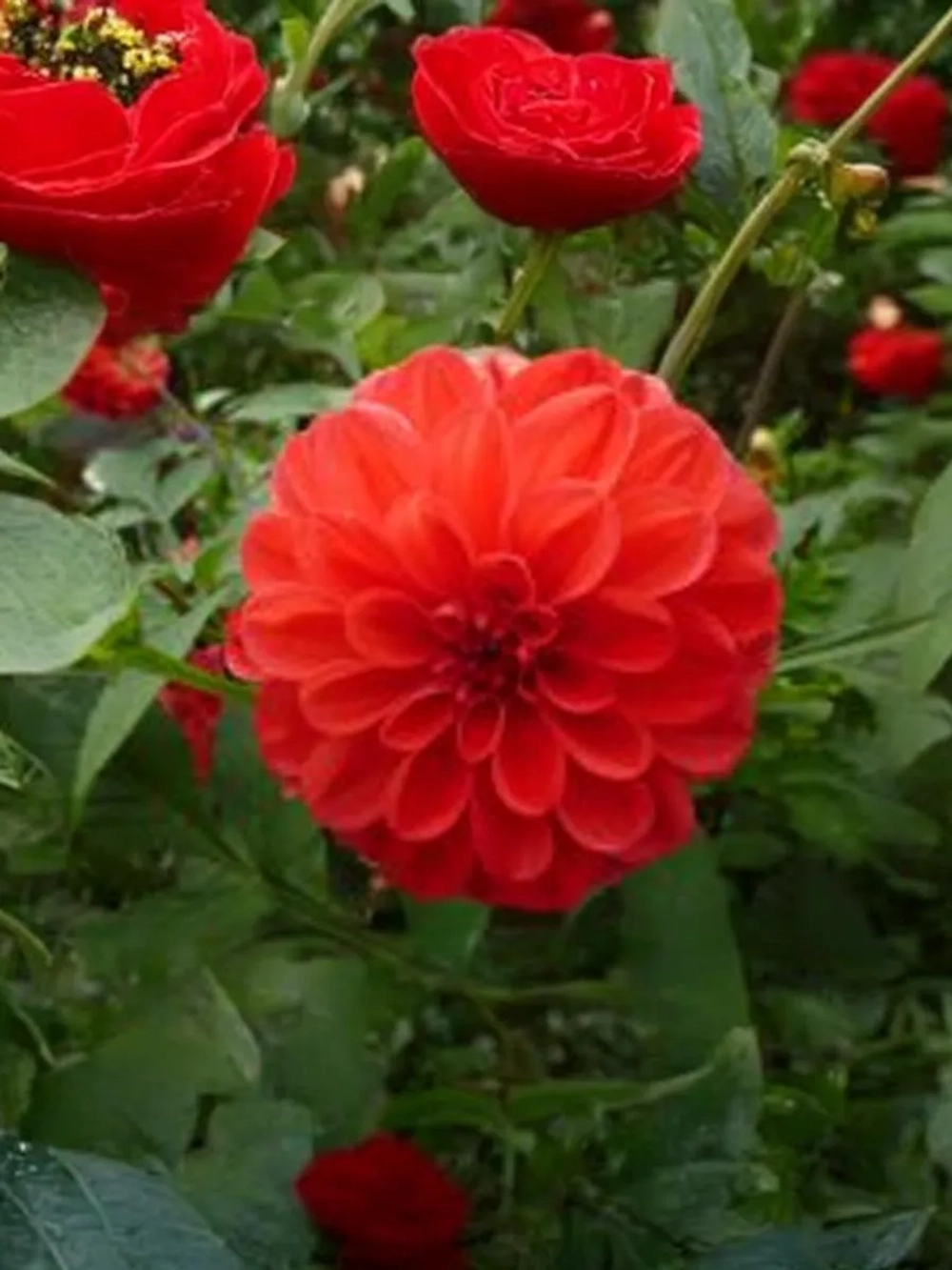 Георгин бордюрный Эллен Хьюстон