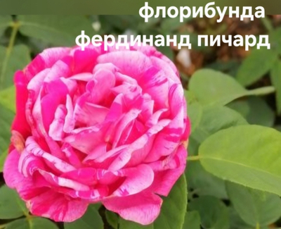 Саженцы роз флорибунда ФЕРДИНАНД ПИЧЕР