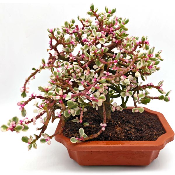 Бонсай Портулакария Афра вариегата D16 H20