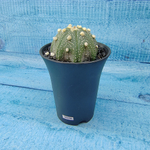 Astrophytum Asterias (Астрофитум)