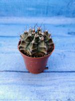 Gymnocalycium Friedrichii (Гимнокалициум)