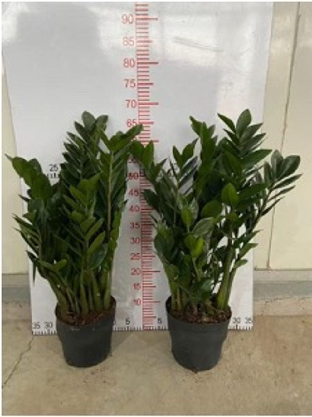 Замиокулькас Pointed Leaf д. 18