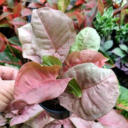 Сингониум (09) OM CHOMPHU ROUND LEAF