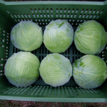 Муксума F1 семена капусты белокочанной (Rijk Zwaan / Райк Цваан)