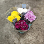 Хризантема Зембла микс