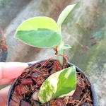 Рафидофора AUREA GIANT