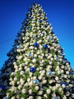 уличная елка/сосна каркасная/конусная, хвоя-леска