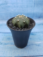 Astrophytum Asterias (Астрофитум)