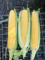 Кимбер Корн F1 семена кукурузы ( Yuksel Tohum / )