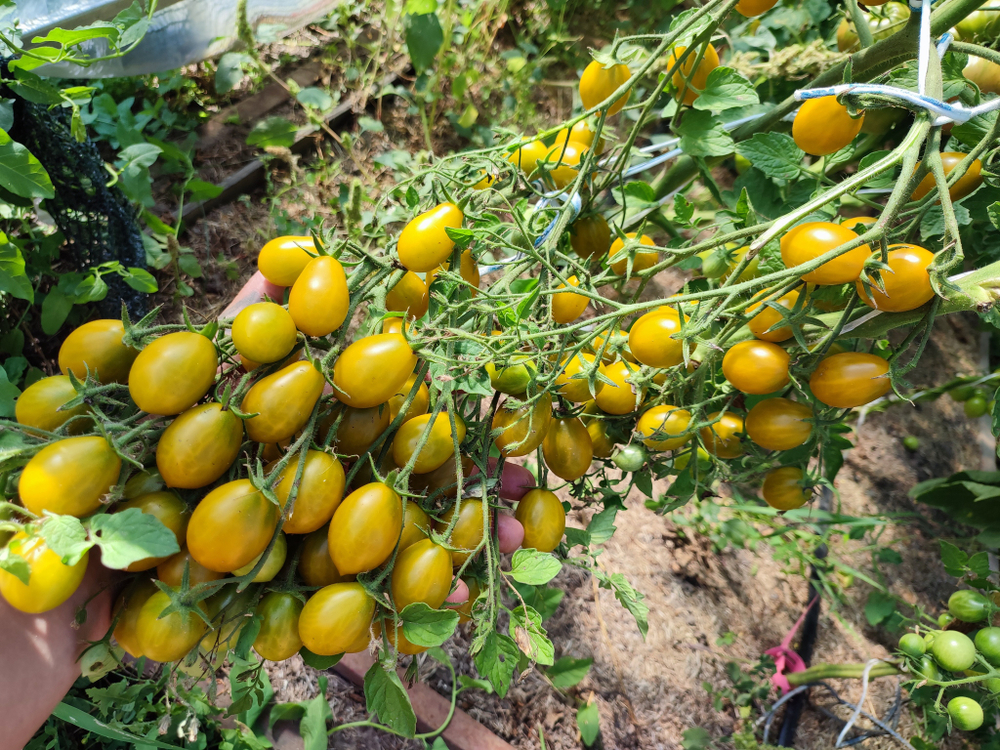 Янтарный Киз (Amber Keyes) сорт томата