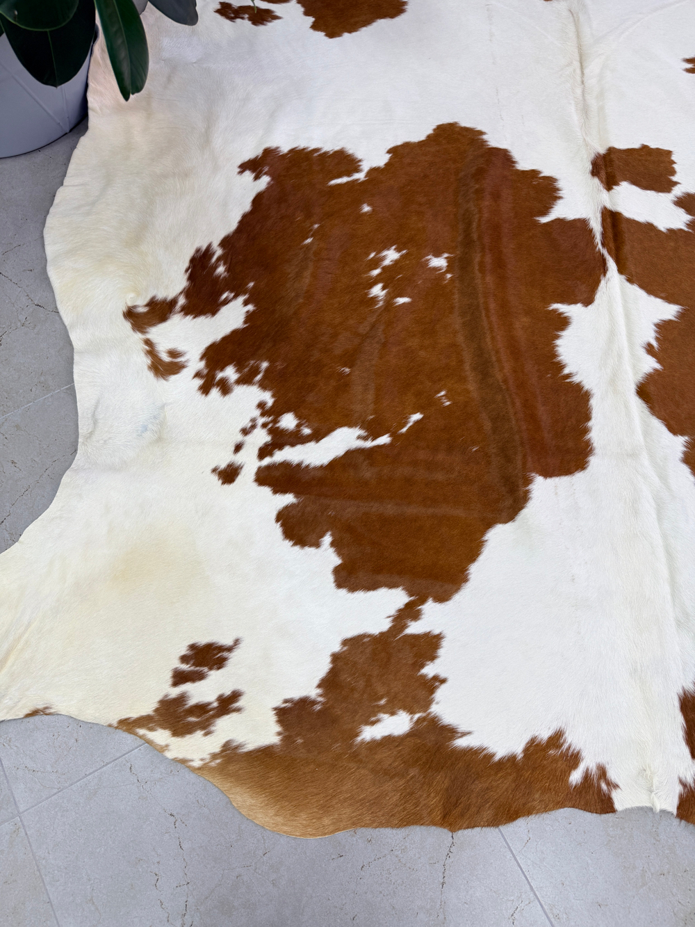 Коровья шкура на пол натуральная.