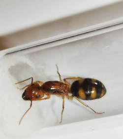 Муравьи Camponotus maculatus (Пятнистый муравей-древоточец)