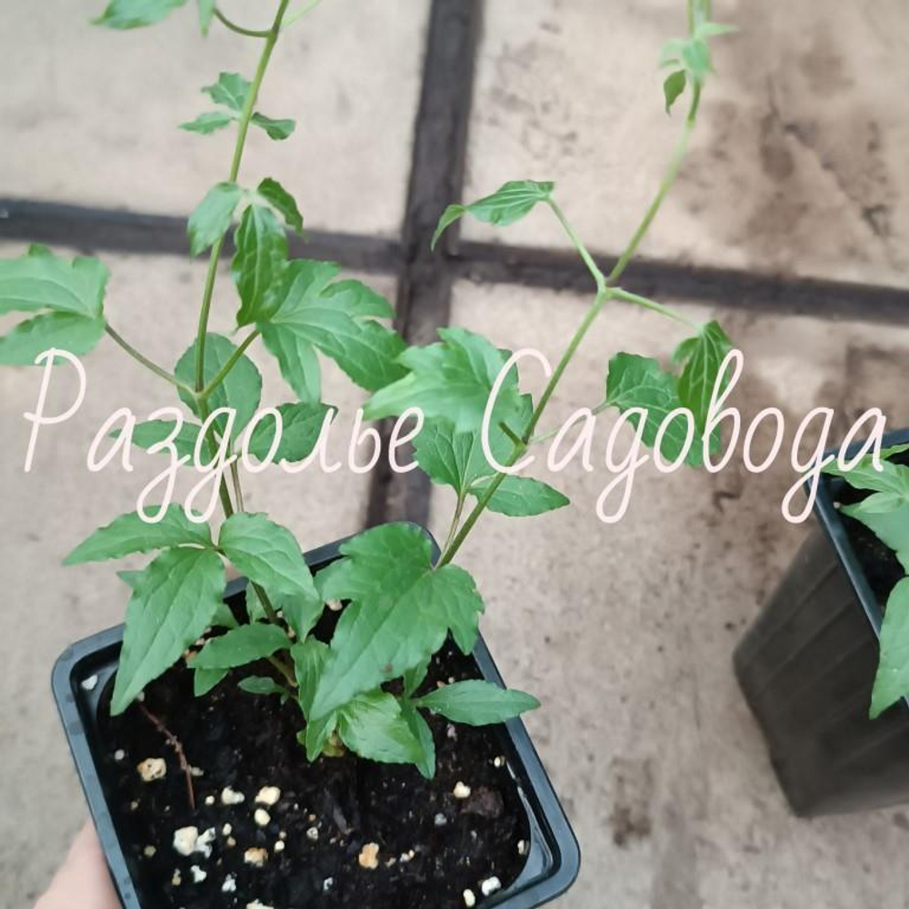 Клематис без сорта определения