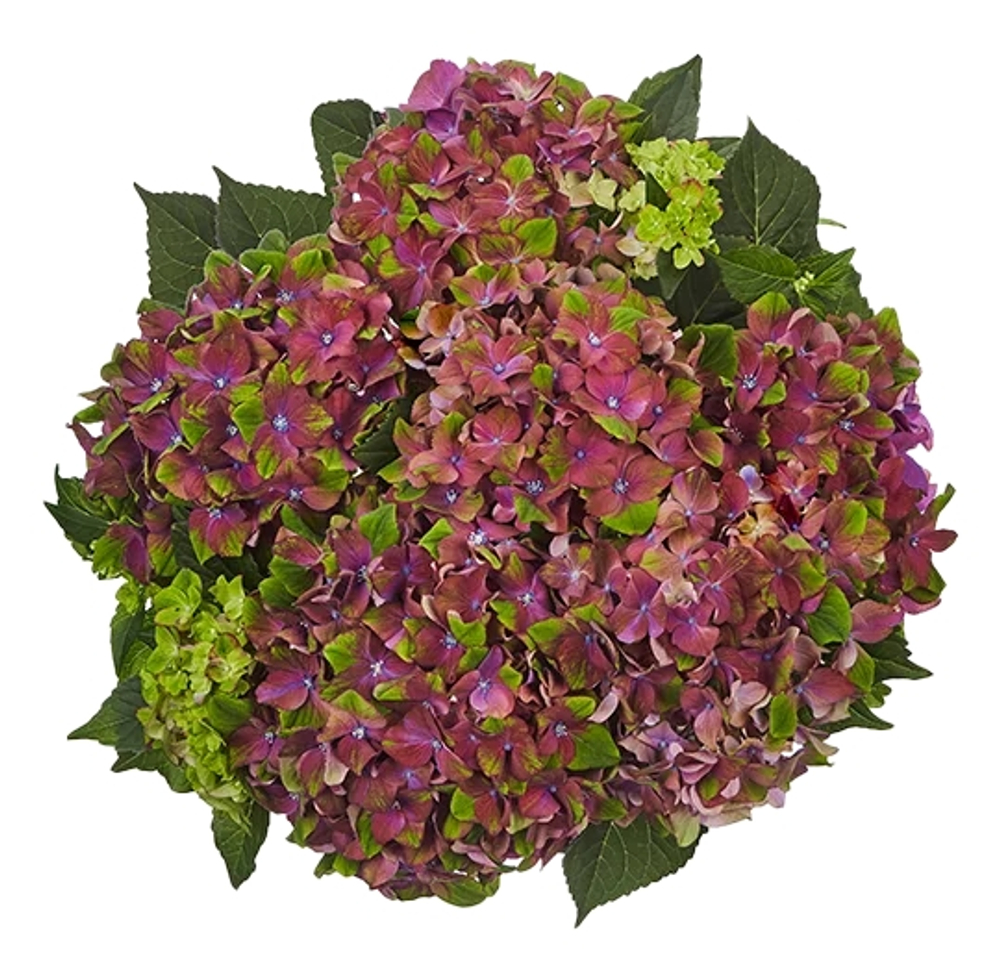 Magical Glossy Lips purple/ Мэджикал Глосси Липс парпл (Стандарт поставки Р9)2025г.