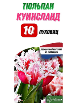 Тюльпан Луковица, Куинслэнд, 10шт