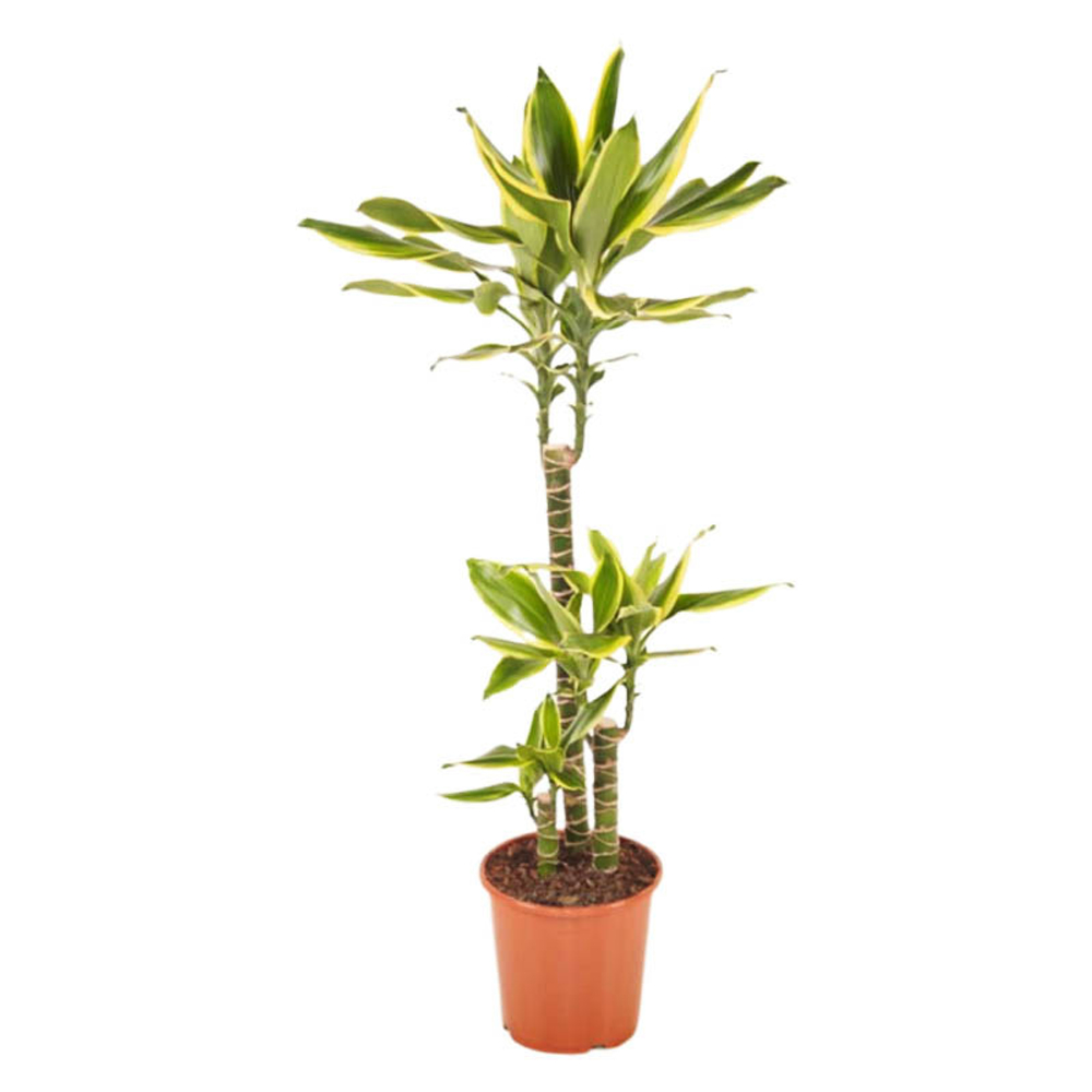 Драцена Голд