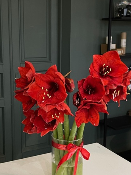 Амариллис красный