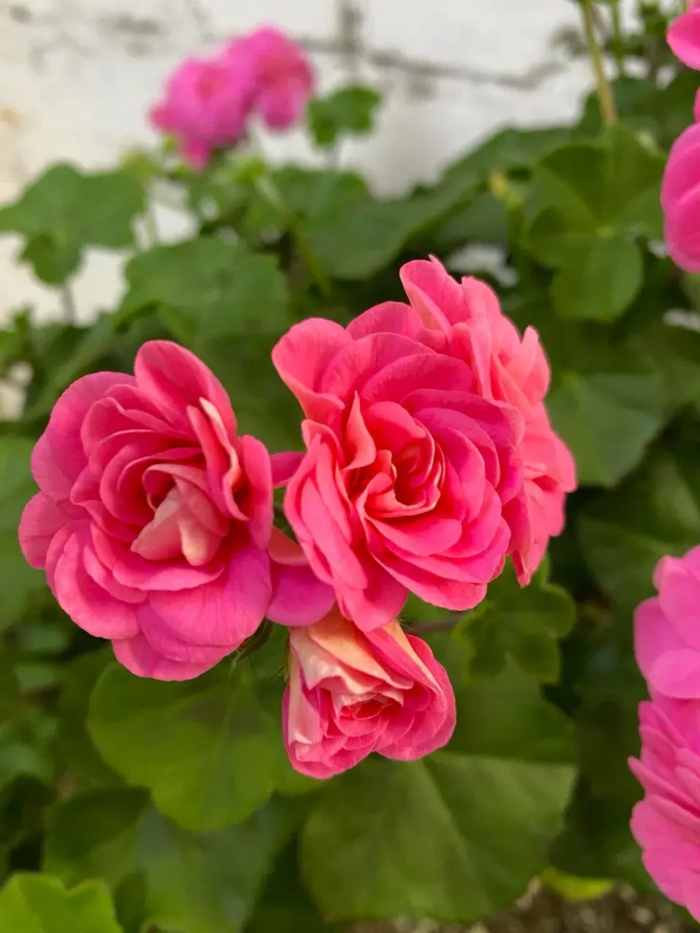 Пеларгония плющелистная PAC Pink Sybil