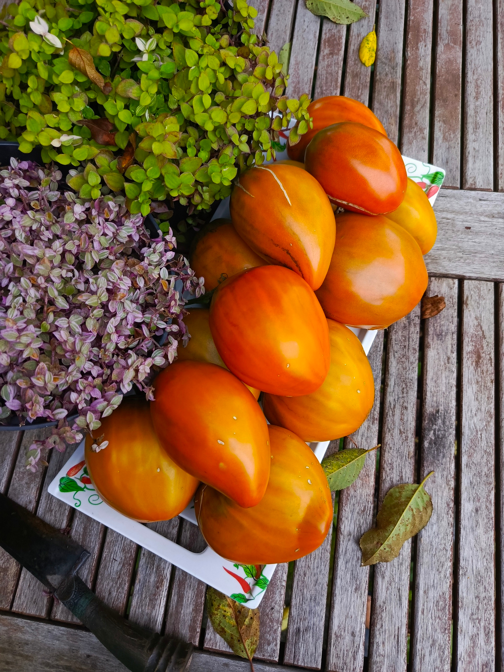 Огненный гребень охра (Cresta di Fuoko ochre) сорт томата