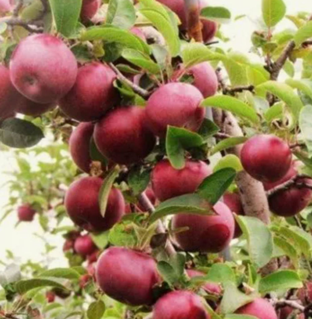 Яблоня красномясая Байя Мариса ЗКС контейнер 7,5л, 2-3 летний саженец май 26