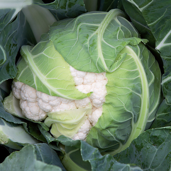 ФОРТАЛЕЗА F1 семена капусты цветной Seminis купить – фото 2