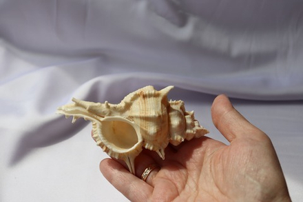 Мурекс плисифероидес (Murex pliciferoides)