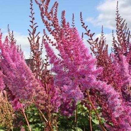 Астильба китайская "Superba". Astilba chinensis "Superba".